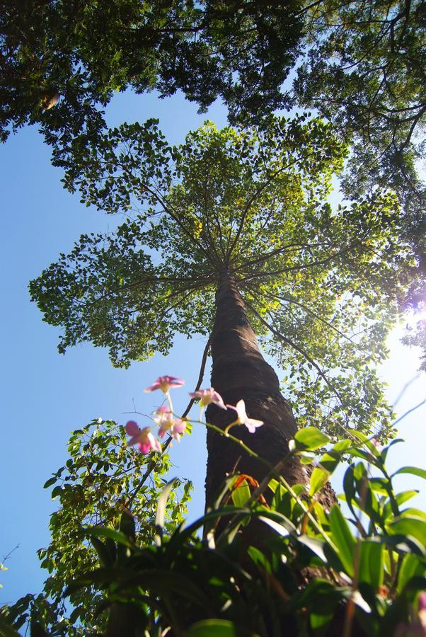 Tree House Hotel Sisaket Buitenkant foto
